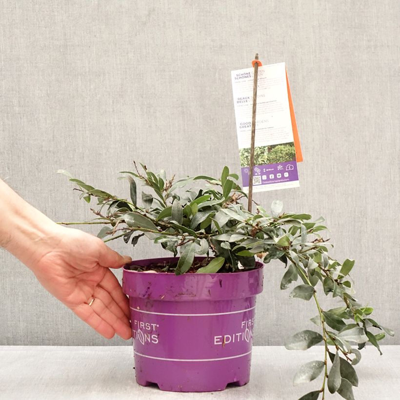 Amostra de Distylium Swing Low Vaso de 3 L/4 L tal como entregue na primavera