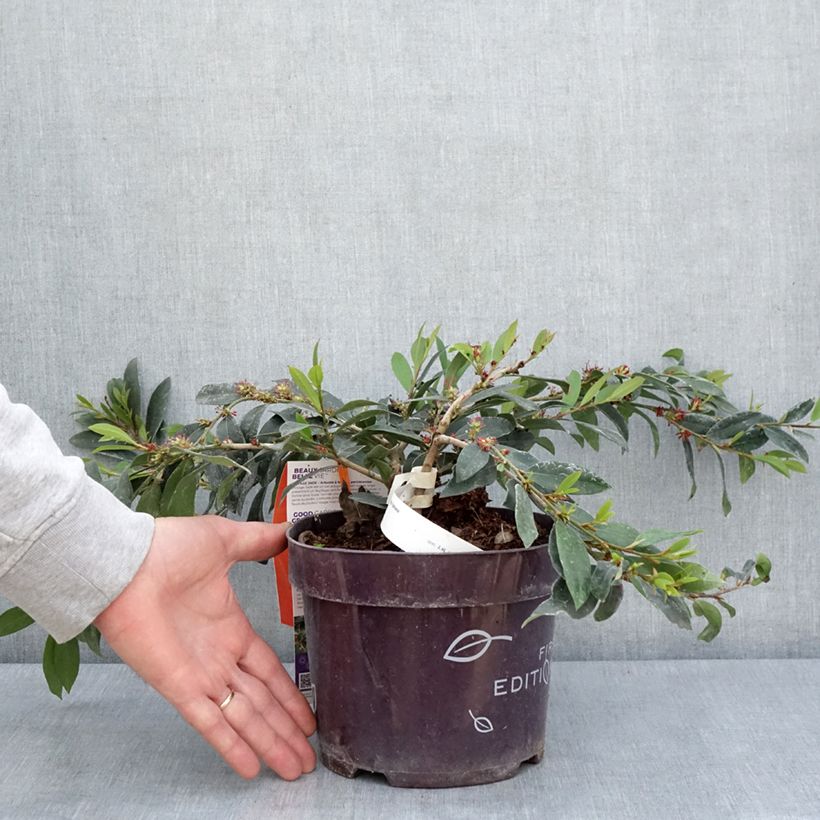 Amostra de Distylium Vintage Jade Vaso de 2 L/3 L tal como entregue na primavera