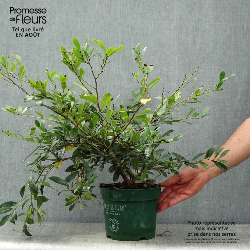 Amostra de Distylium Blue Cascade Vaso de 3 L/4 L tal como entregue no verão
