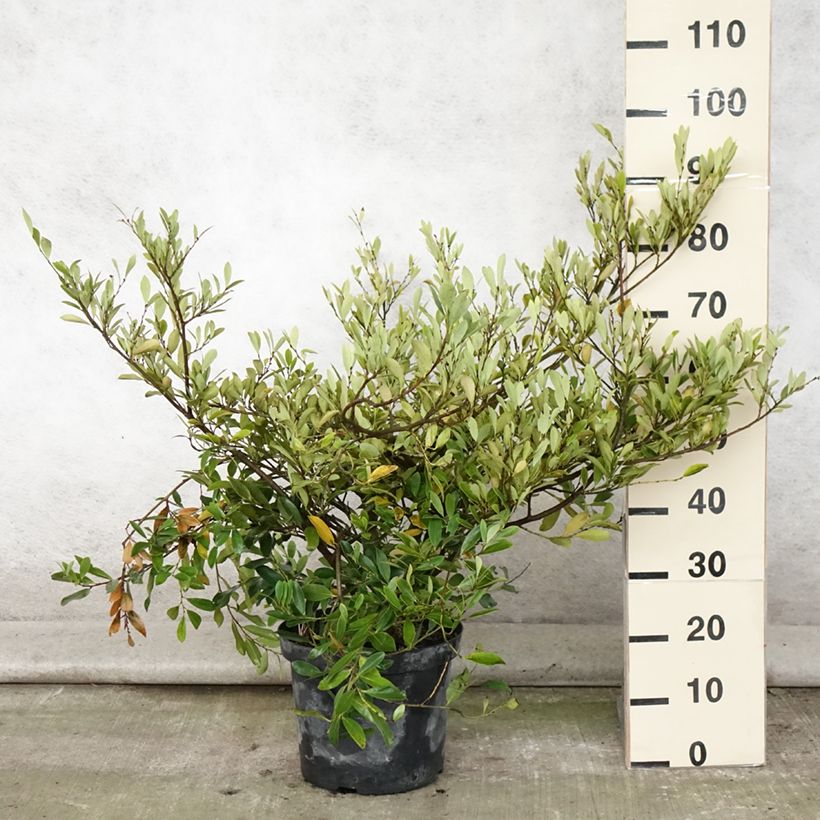 Amostra de Distylium Blue Cascade Vaso de 7,5 L/10 L tal como entregue no verão