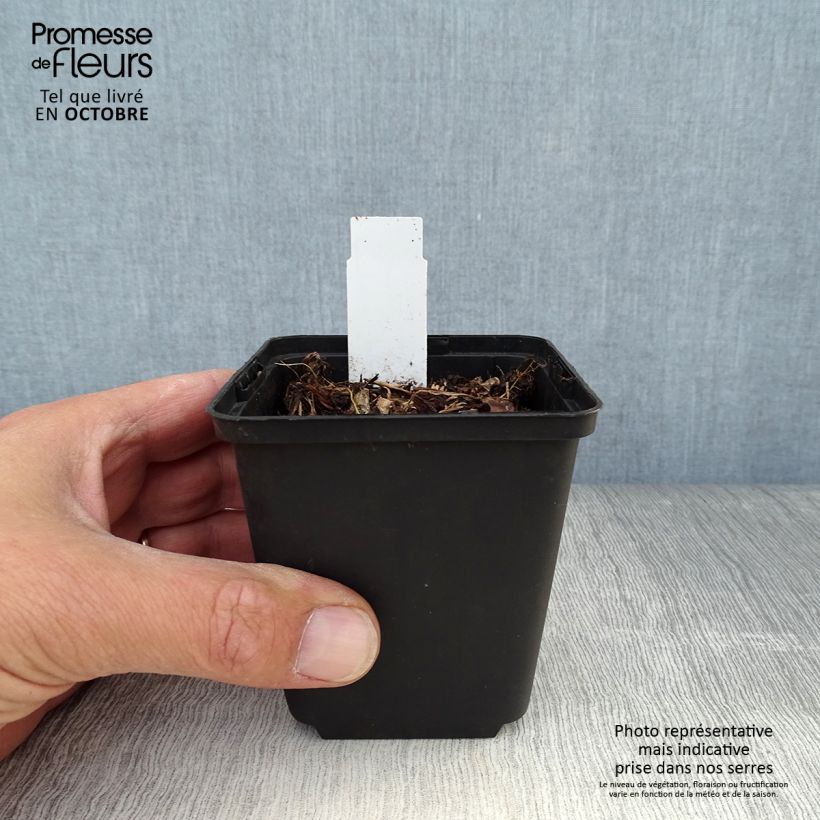 Amostra de Dodecatheon jeffreyi Rotlicht Vaso de 8/9 cm tal como entregue no outono