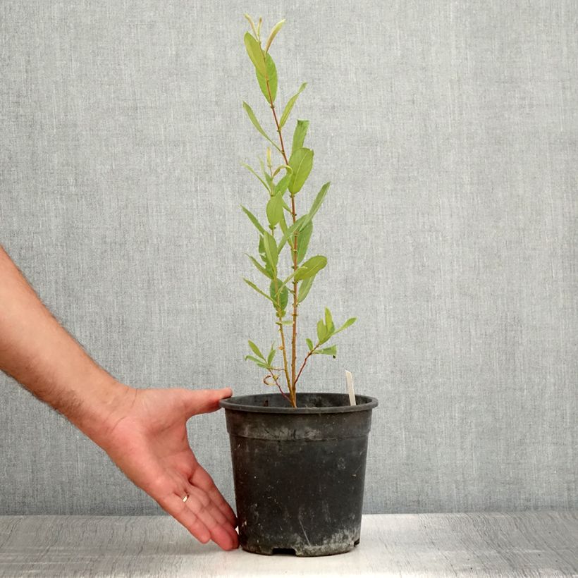 Amostra de Dodecatheon jeffreyi Rotlicht Vaso de 2 L/3 L tal como entregue no verão