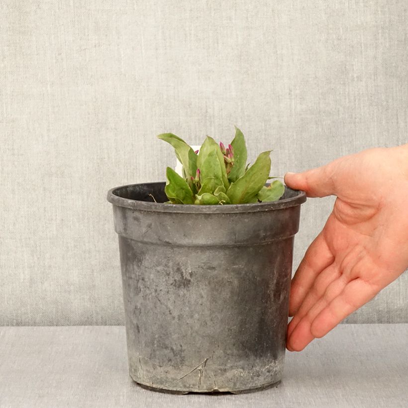 Amostra de Dodecatheon jeffreyi Rotlicht Vaso de 2 L/3 L tal como entregue na primavera