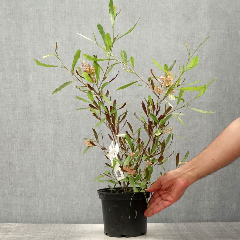 Amostra de Dodonaea viscosa Purpurea Vaso de 3 L/4 L tal como entregue no verão
