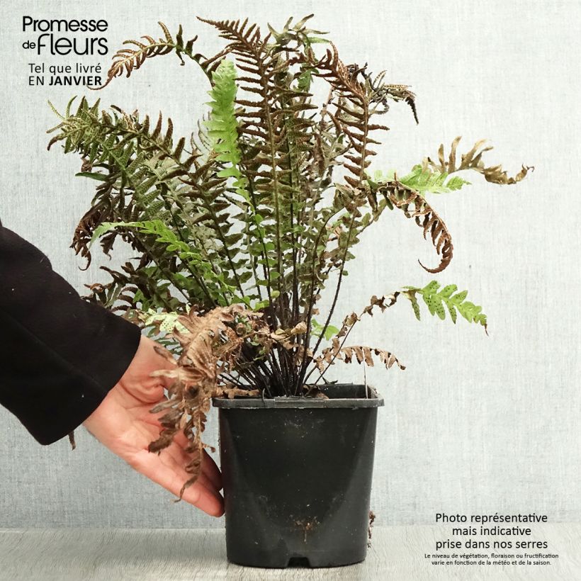 Amostra de Doodia aspera Rough Ruby - Fougère rugueuse Pot de 2L/3L tal como entregue no inverno