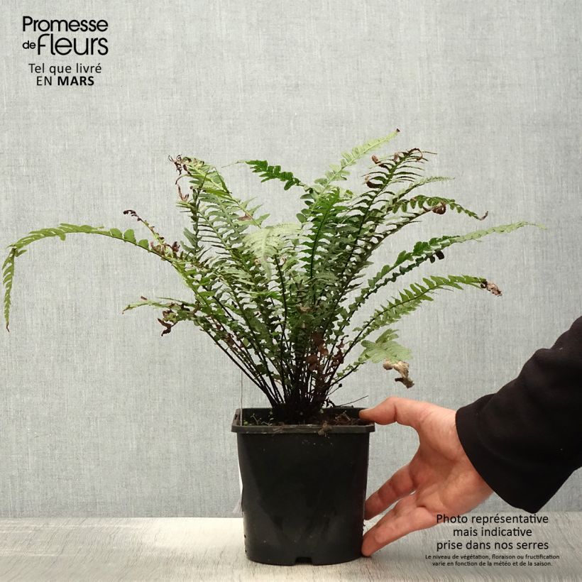 Amostra de Doodia aspera Rough Ruby Vaso de 2 L/3 L tal como entregue na primavera