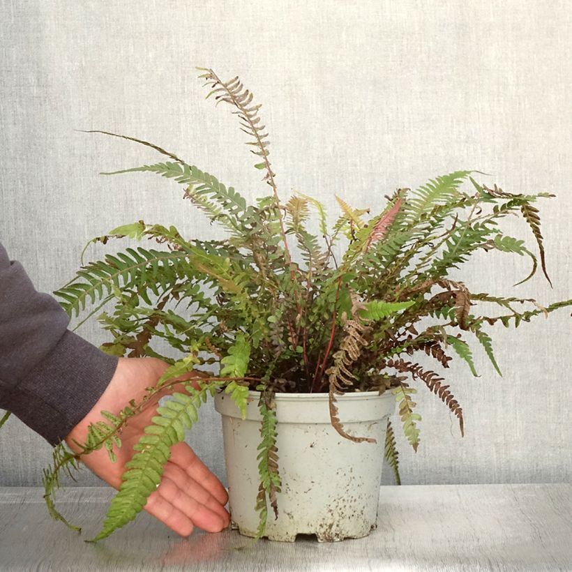 Amostra de Doodia media - Fougère râpe Pot de 2L/3L tal como entregue no outono