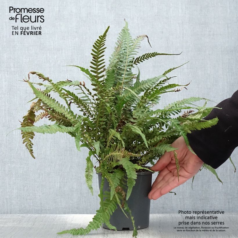 Amostra de Doodia media - Fougère râpe Pot de 2L/3L tal como entregue no inverno