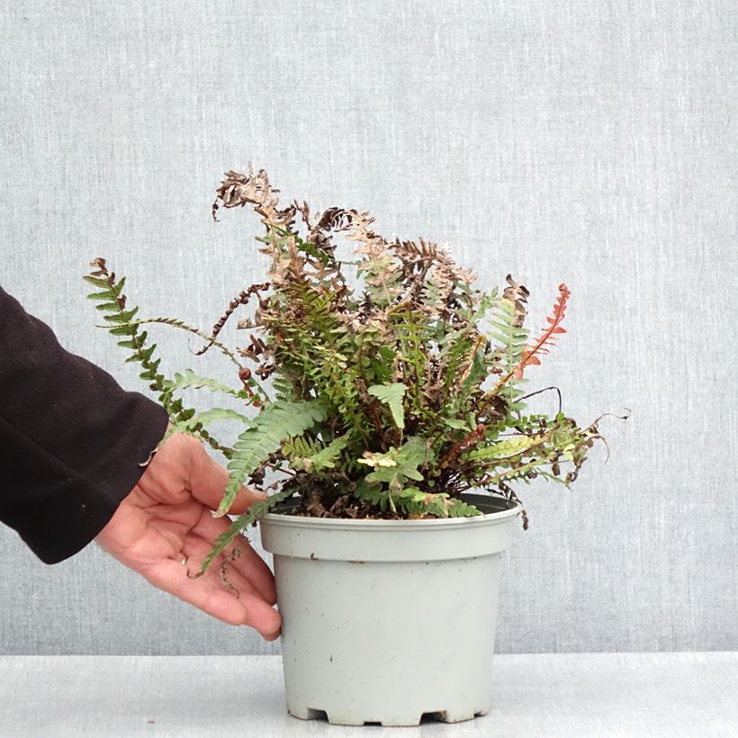Amostra de Doodia media Vaso de 2 L/3 L tal como entregue na primavera