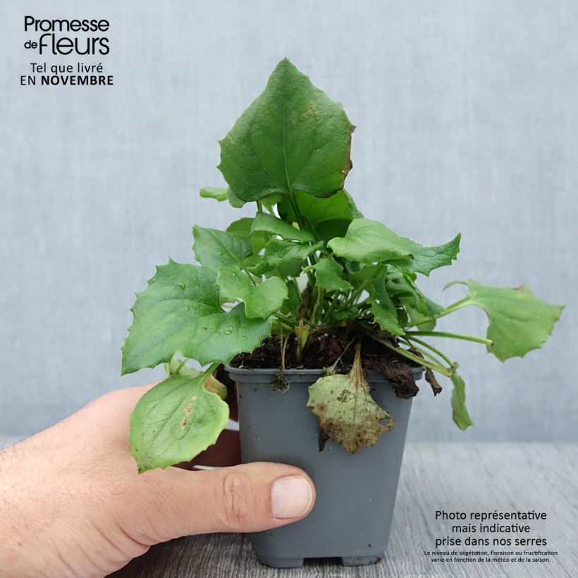 Amostra de Doronicum orientale Finesse Vaso de 8/9 cm tal como entregue no outono