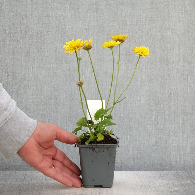 Amostra de Doronicum orientale Finesse - Doronic Vaso de 8/9 cm tal como entregue na primavera