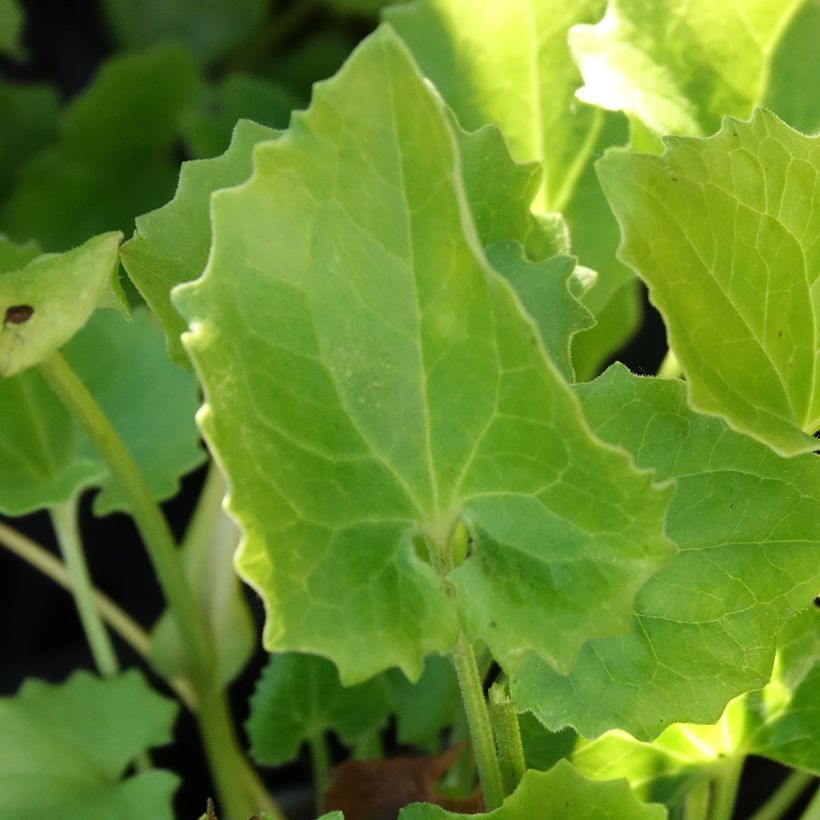 Doronicum orientale Finesse (Folhagem)