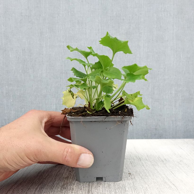Amostra de Doronicum orientale Little Leo Vaso de 8/9 cm tal como entregue no outono