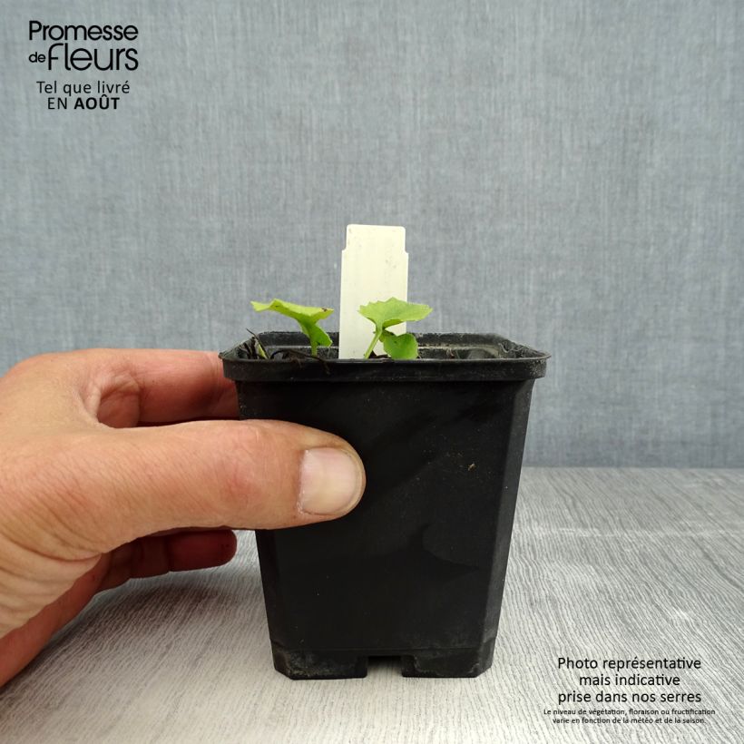 Amostra de Doronicum orientale Little Leo Vaso de 8/9 cm tal como entregue no verão