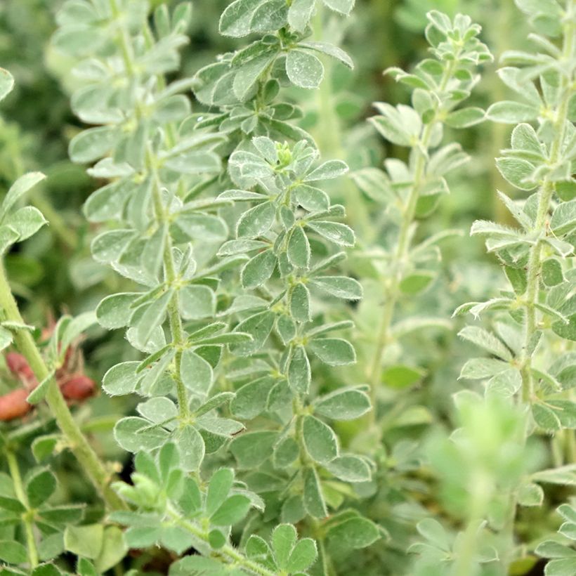 Dorycnium hirsutum Frejorgues (Folhagem)