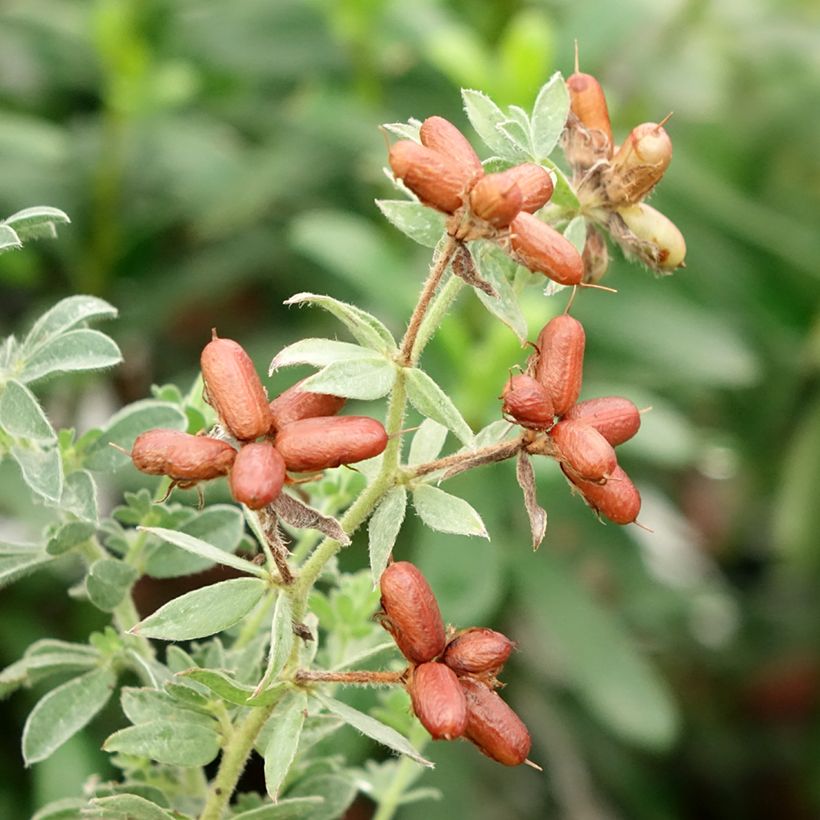 Dorycnium hirsutum Frejorgues (Colheita)