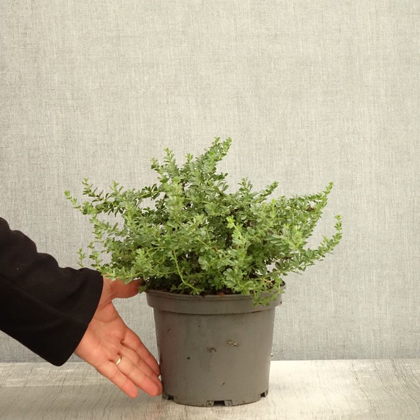 Amostra de Dorycnium hirsutum Frejorgues Pot de 3L/4L tal como entregue no outono