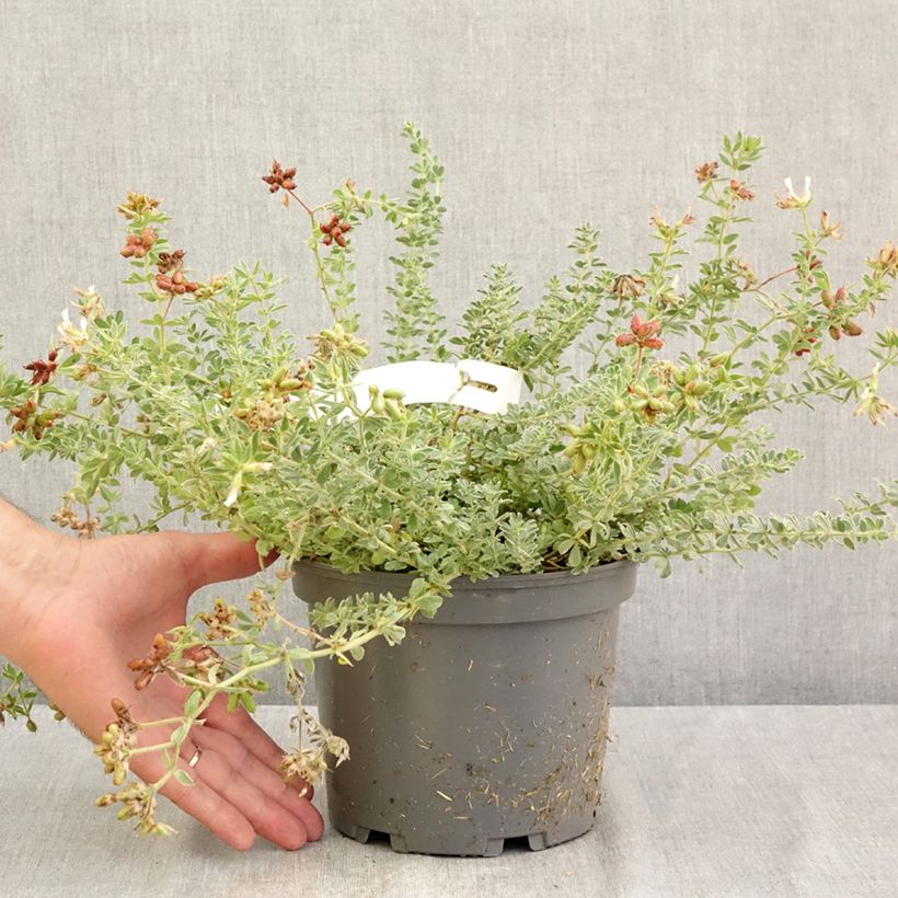 Amostra de Dorycnium hirsutum Frejorgues Vaso de 3 L/4 L tal como entregue no verão