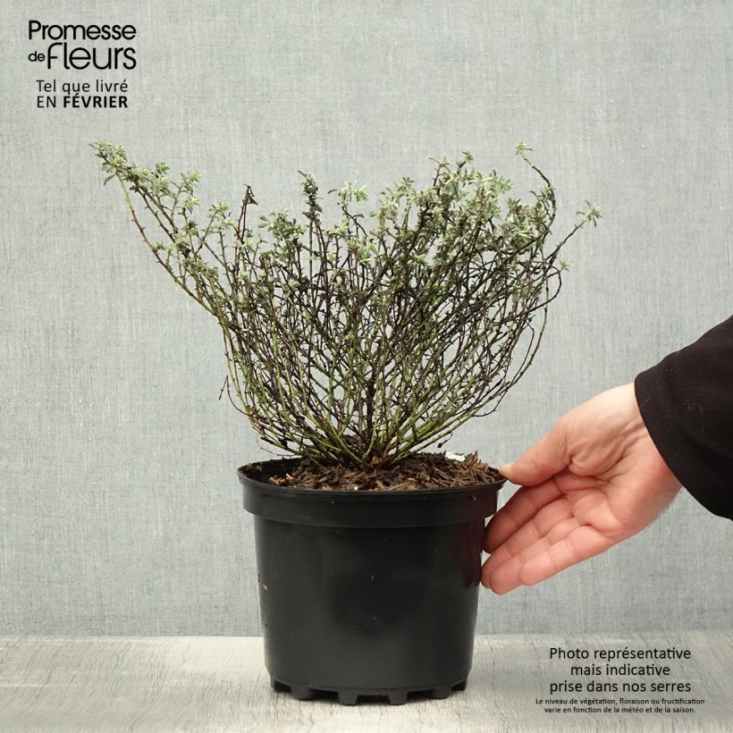 Amostra de Dorycnium hirsutum Frejorgues Pot de 3L/4L tal como entregue no inverno