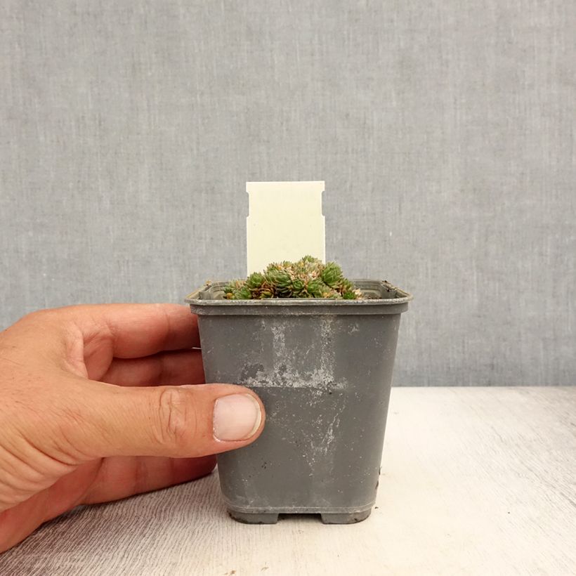 Amostra de Draba aizoides Vaso de 7/8 cm tal como entregue no verão