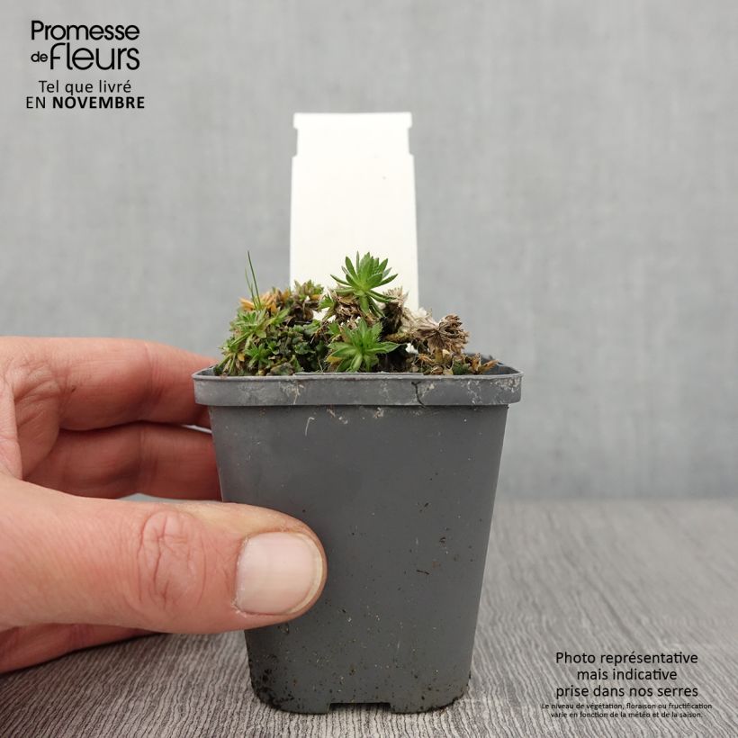 Amostra de Draba sakurai Vaso de 8/9 cm tal como entregue no outono