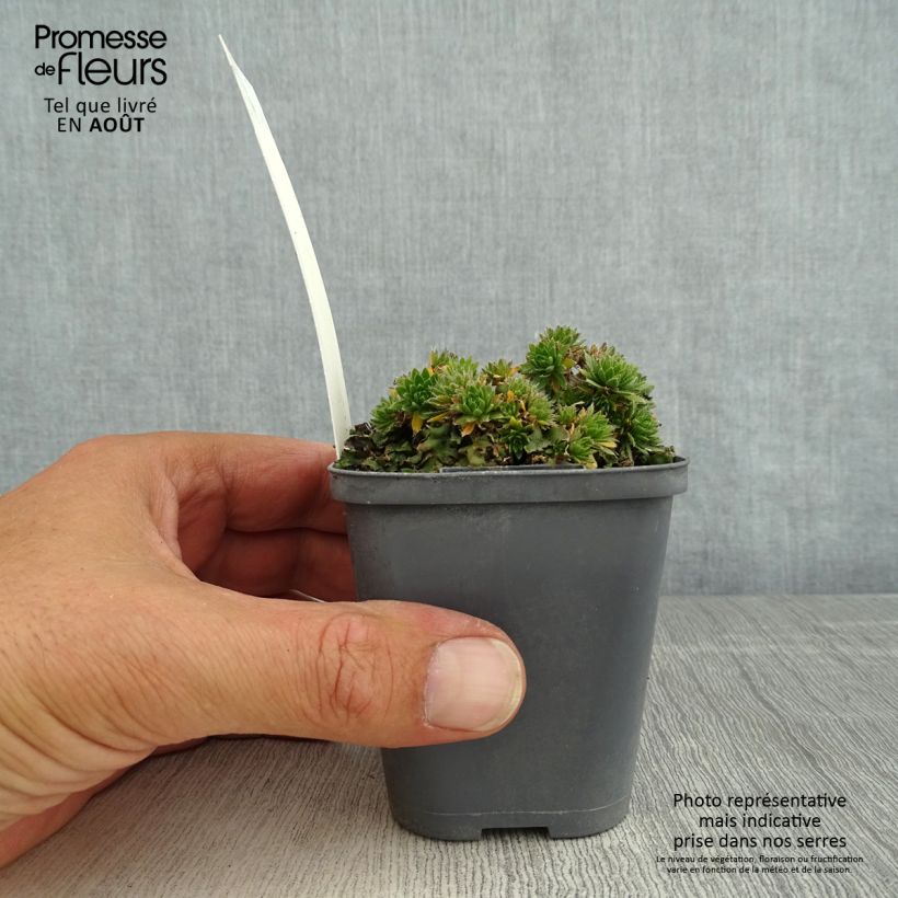 Amostra de Draba sakurai Vaso de 8/9 cm tal como entregue no verão