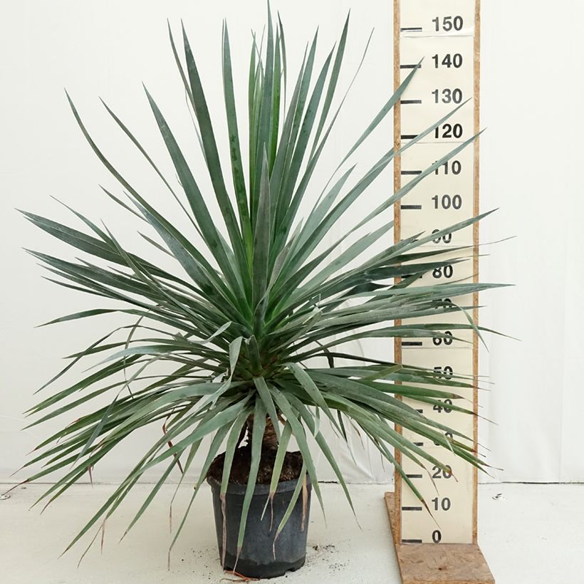 Amostra de Dracaena draco Vaso de 18 L/20 L tal como entregue no outono