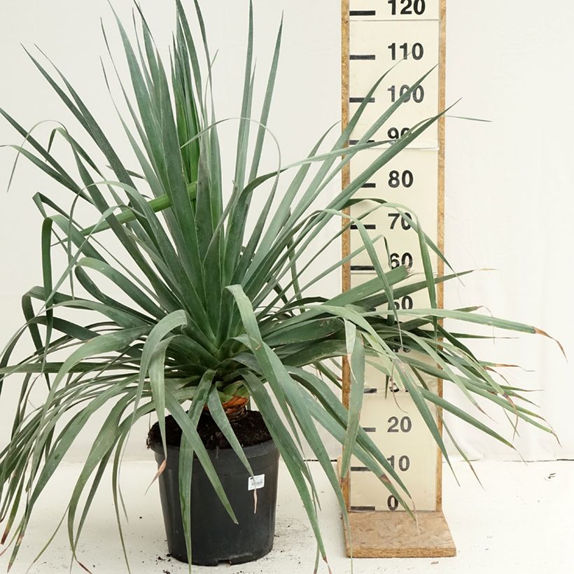 Amostra de Dracaena draco Vaso de 18 L/20 L tal como entregue no verão
