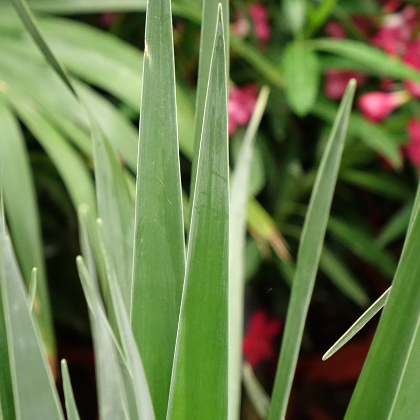 Dracaena draco (Folhagem)