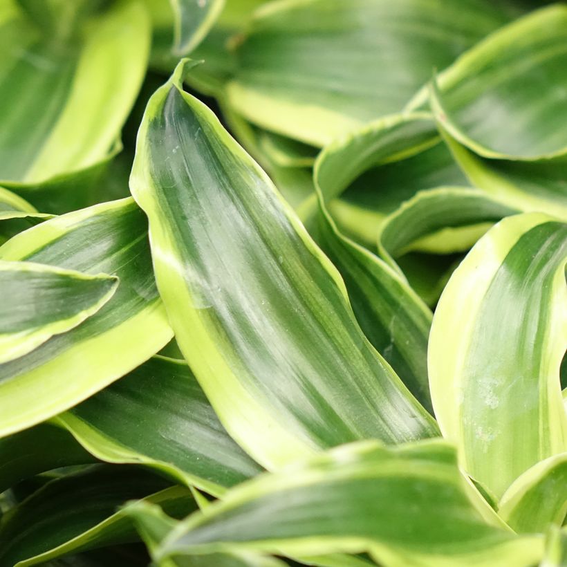 Dracaena fragrans Dragontree Tornado (Folhagem)