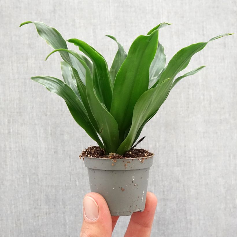 Amostra de Dracaena Janet Craig - Dragonnier  Mini-plante tal como entregue na primavera