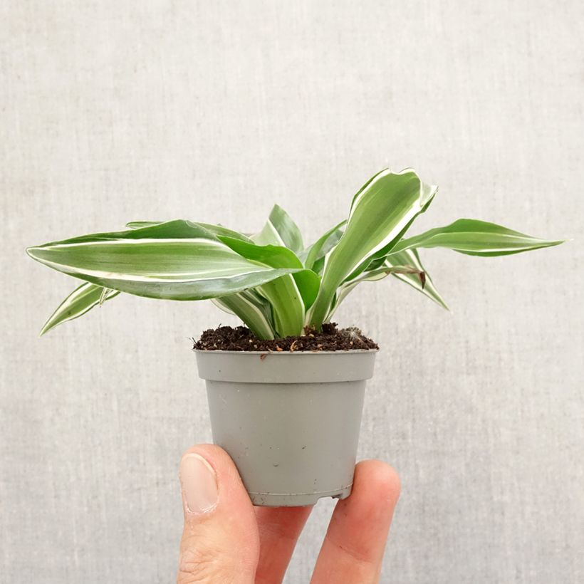 Amostra de Dracaena Kanzi - Dragonnier Mini-plante tal como entregue na primavera