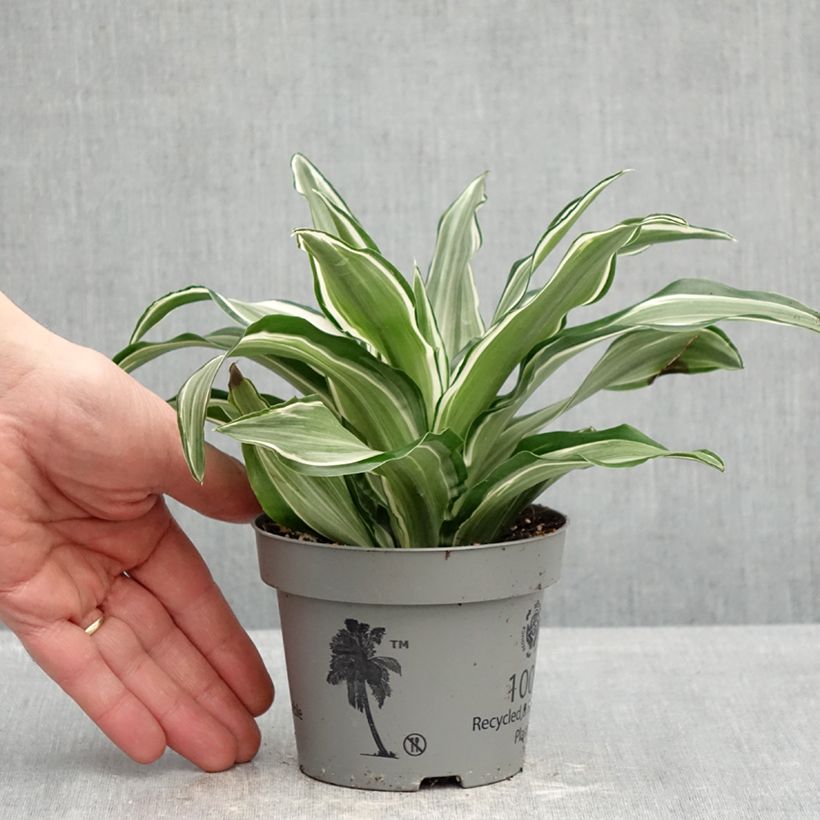 Amostra de Dracaena fragrans Kanzi Vaso de 12 cm/13 cm tal como entregue na primavera
