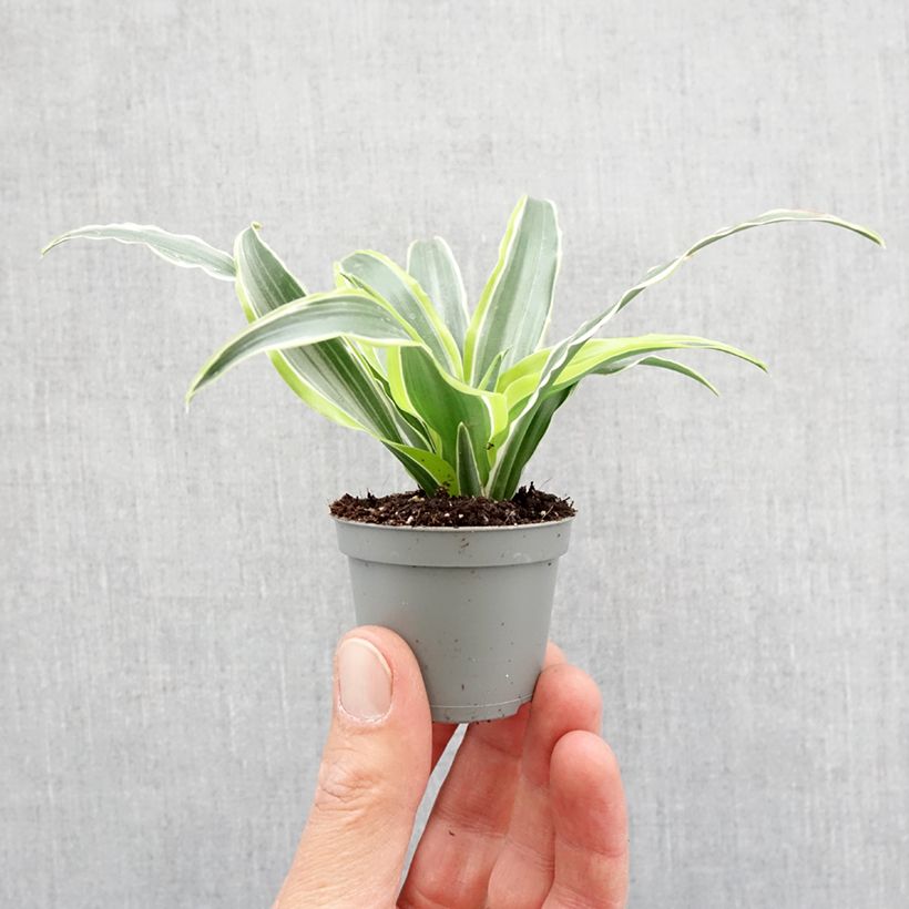 Amostra de Dracaena fragrans Lemon Surprise Mini-plante tal como entregue na primavera