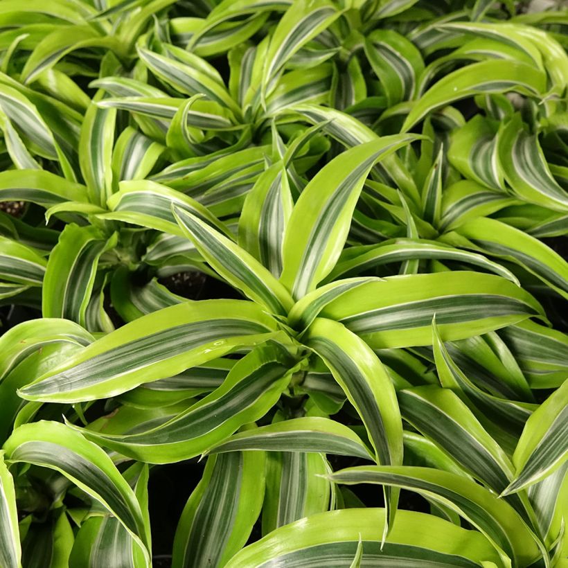 Dracaena fragrans Lemon Surprise (Folhagem)