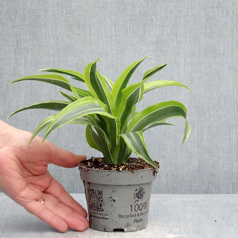 Amostra de Dracaena fragrans Lemon Surprise Vaso de 12 cm/13 cm tal como entregue na primavera