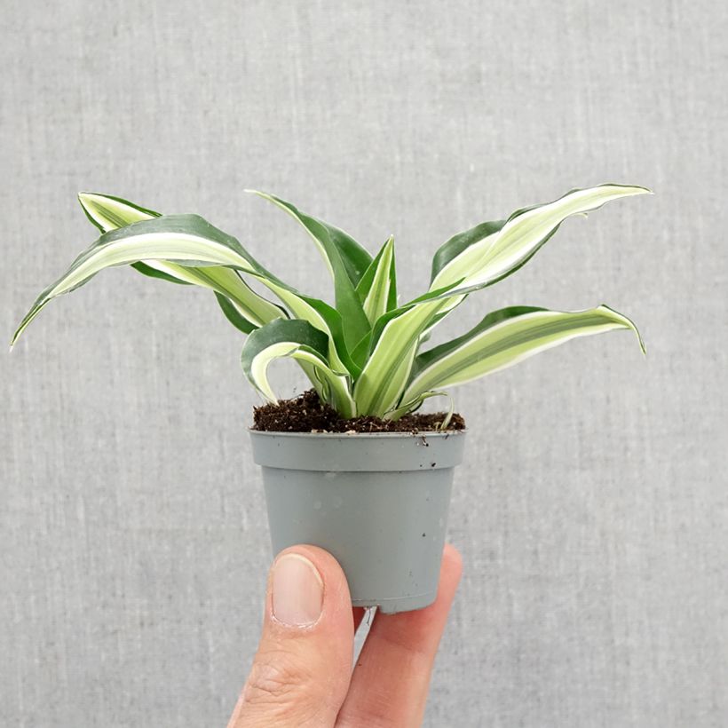 Amostra de Dracaena Malaika - Dragonnier  Mini-plante tal como entregue na primavera