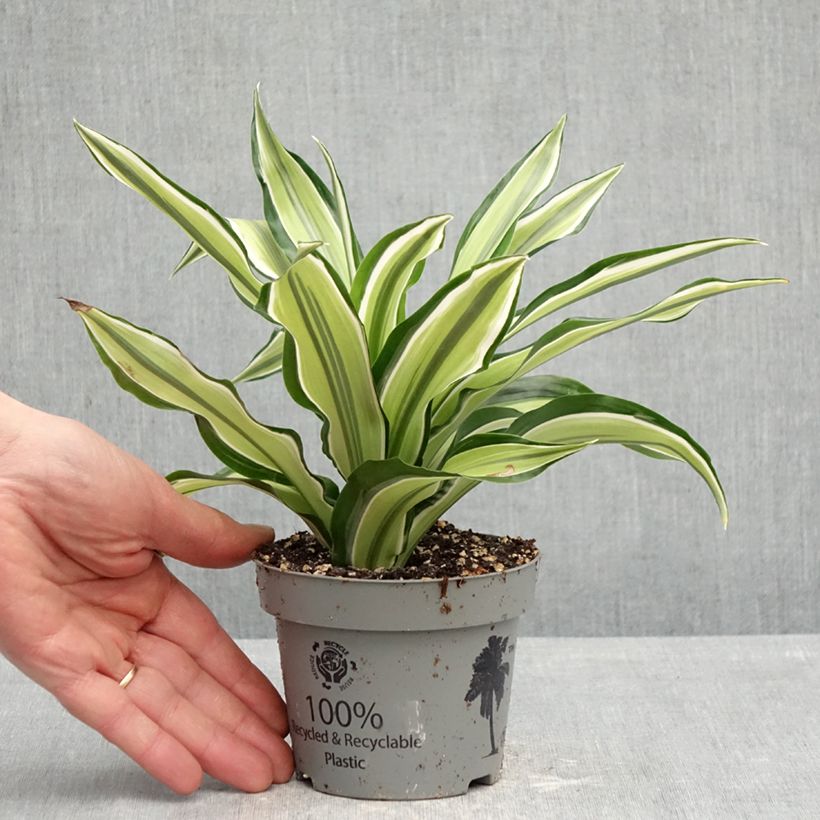 Amostra de Dracaena fragrans Malaika Vaso de 12 cm/13 cm tal como entregue na primavera
