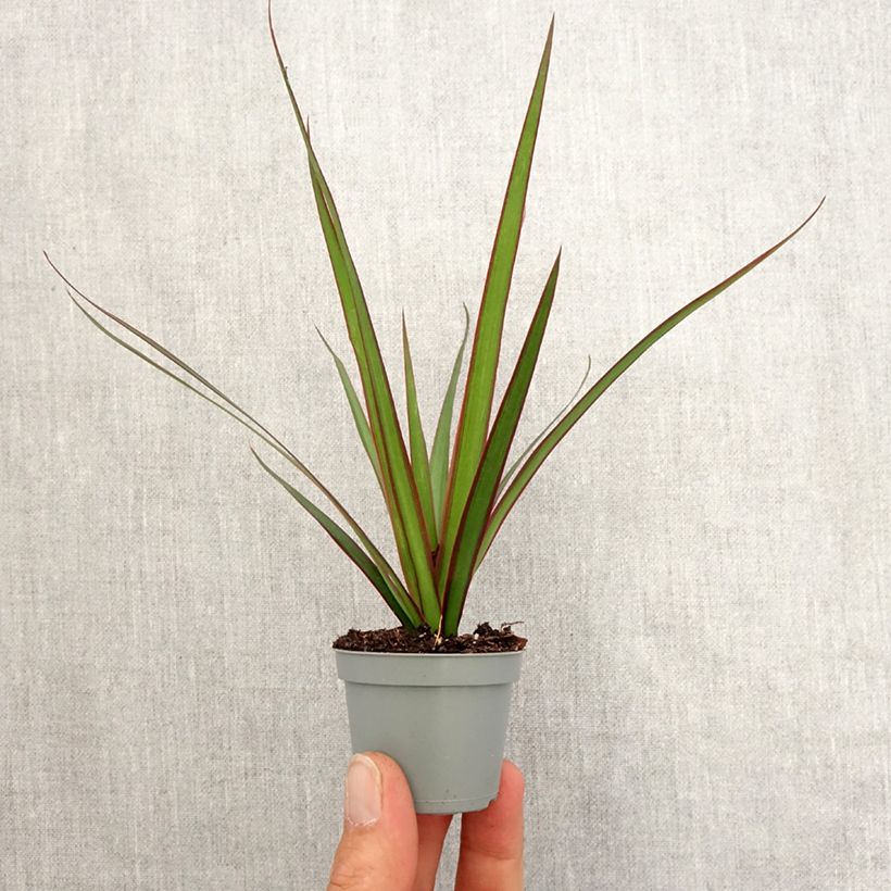 Amostra de Dracaena reflexa var. angustifolia Mini-plante tal como entregue na primavera