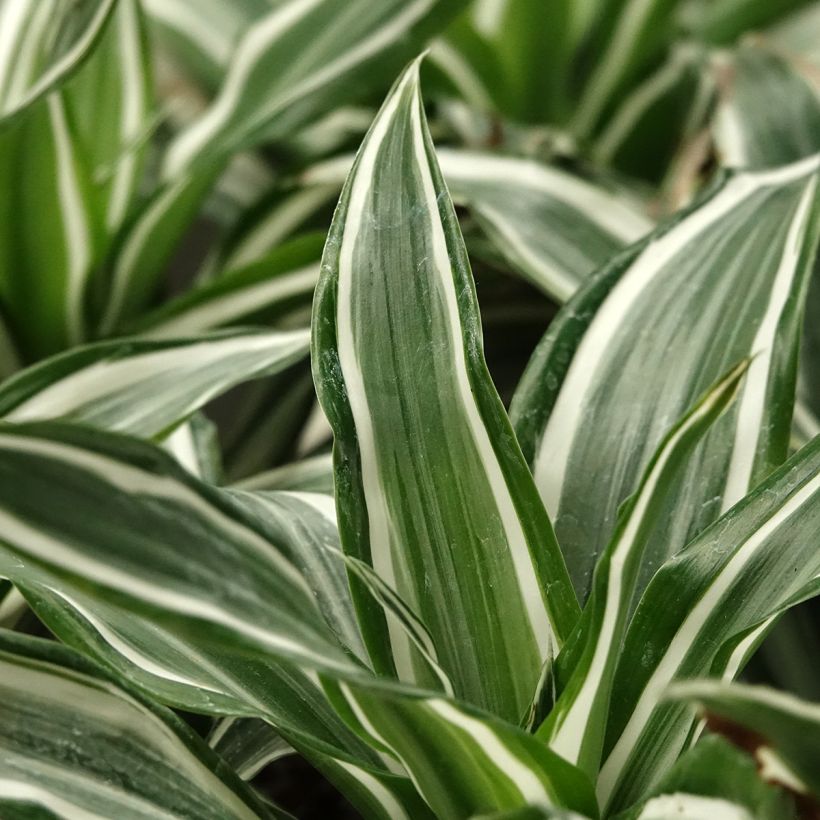 Dracaena fragrans White Jewel - Pau-de-água (Folhagem)