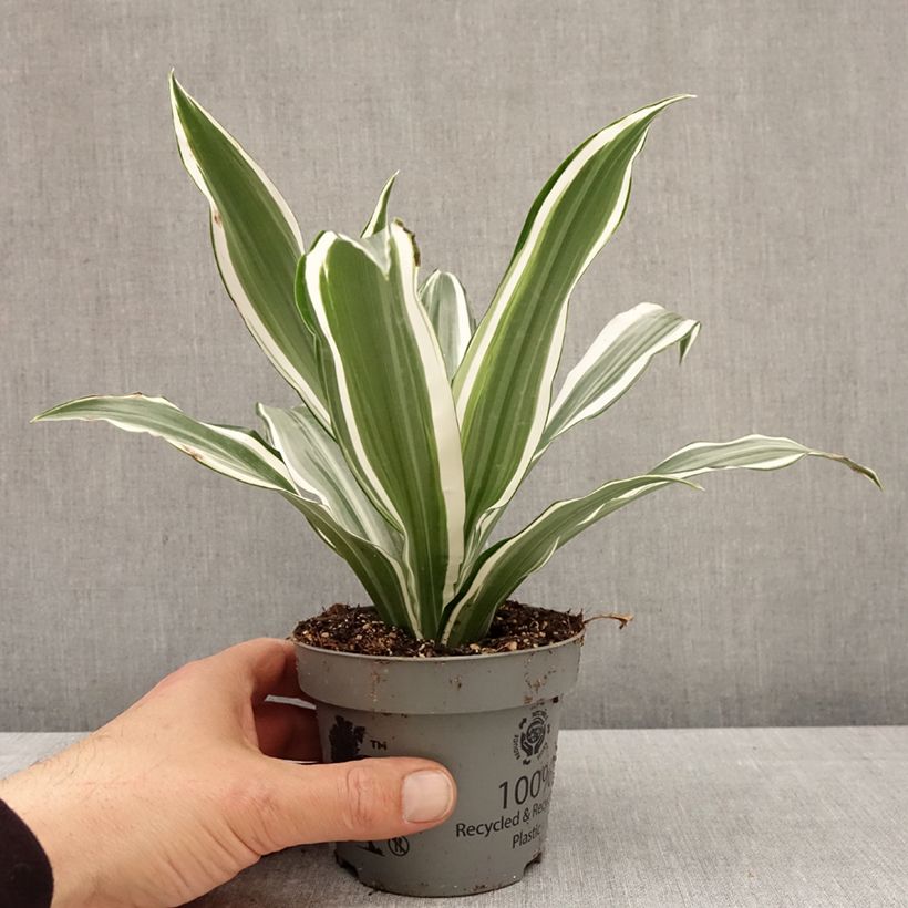 Amostra de Dracaena fragrans White Jewel - Pau-de-água Vaso de 12 cm/13 cm tal como entregue na primavera