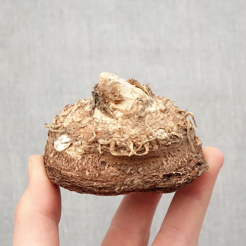 Amostra de Dracunculus vulgaris - Serpentaire commune Bulbo size 13+ tal como entregue na primavera