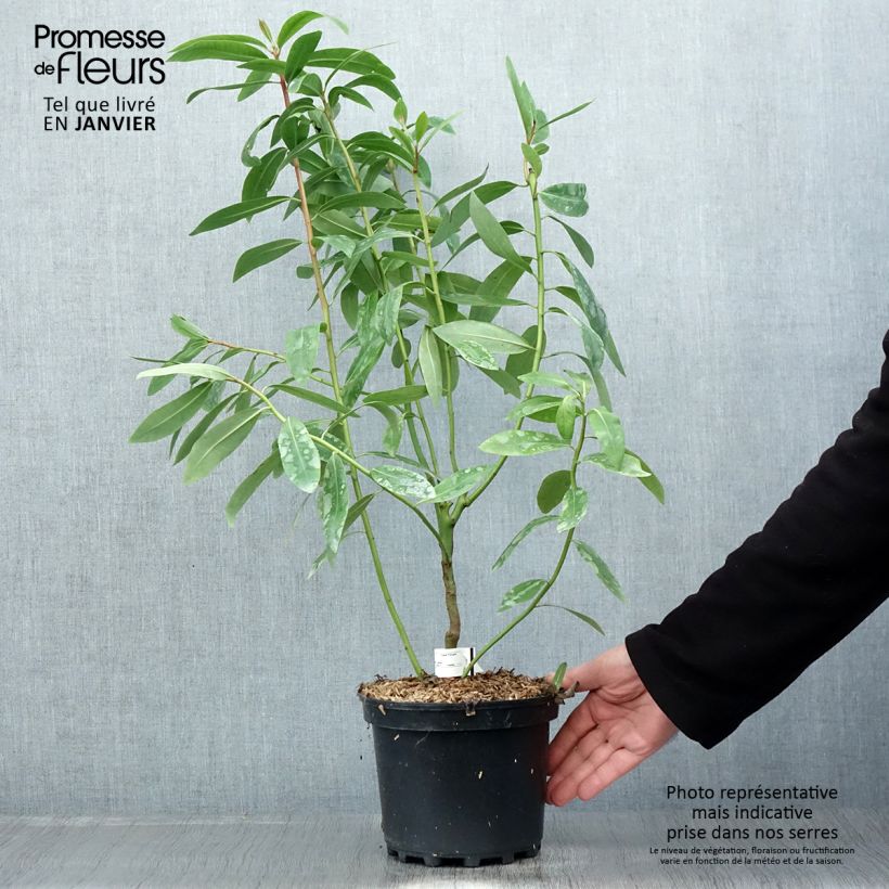 Amostra de Drimys winteri - Cannelle de Magellan Vaso de 3 L/4 L tal como entregue no inverno