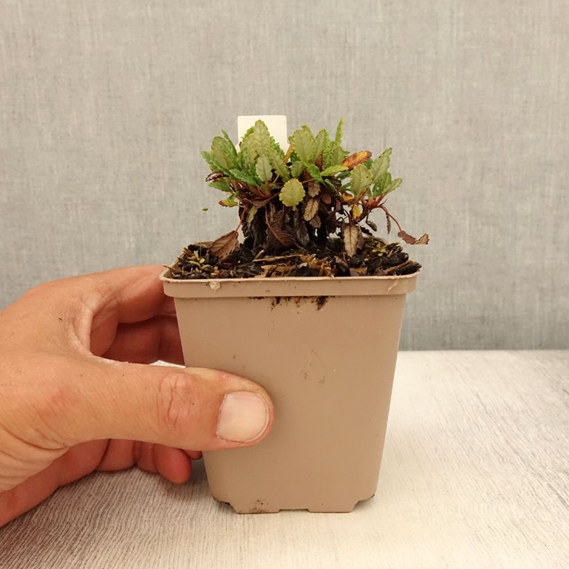 Amostra de Dryas × suendermannii Vaso de 8/9 cm tal como entregue no verão