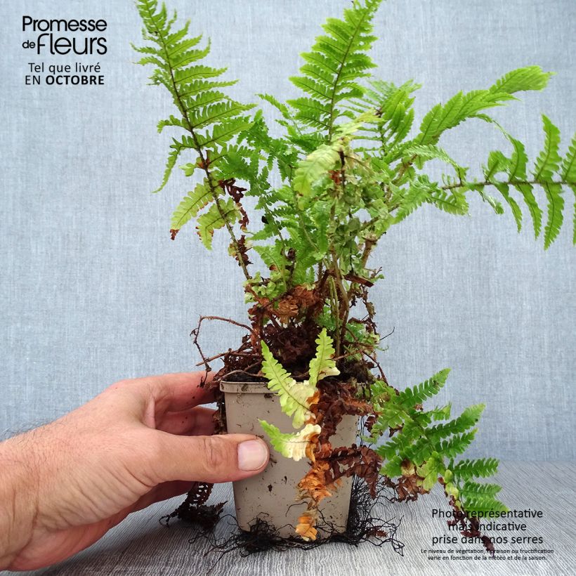 Amostra de Dryopteris affinis Crispa Vaso de 8/9 cm tal como entregue no outono