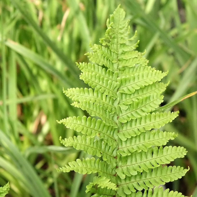 Dryopteris affinis Crispa (Folhagem)