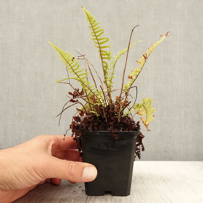 Amostra de Dryopteris affinis Cristata Vaso de 8/9 cm tal como entregue no outono