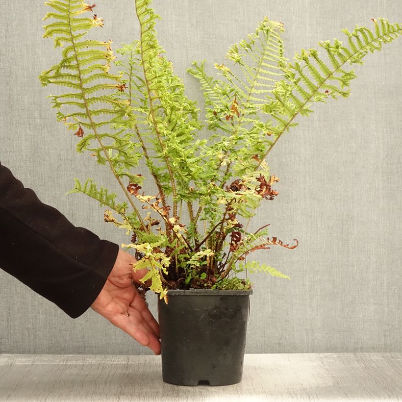Amostra de Dryopteris affinis Cristata Vaso de 2 L/3 L tal como entregue no outono