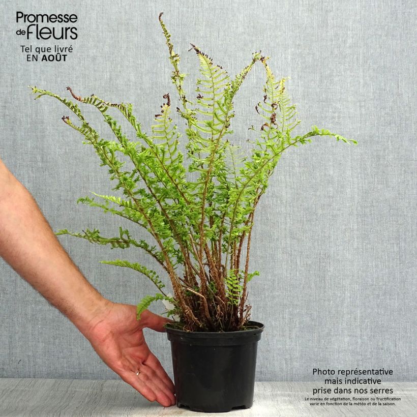 Amostra de Dryopteris affinis Cristata Vaso de 2 L/3 L tal como entregue no verão