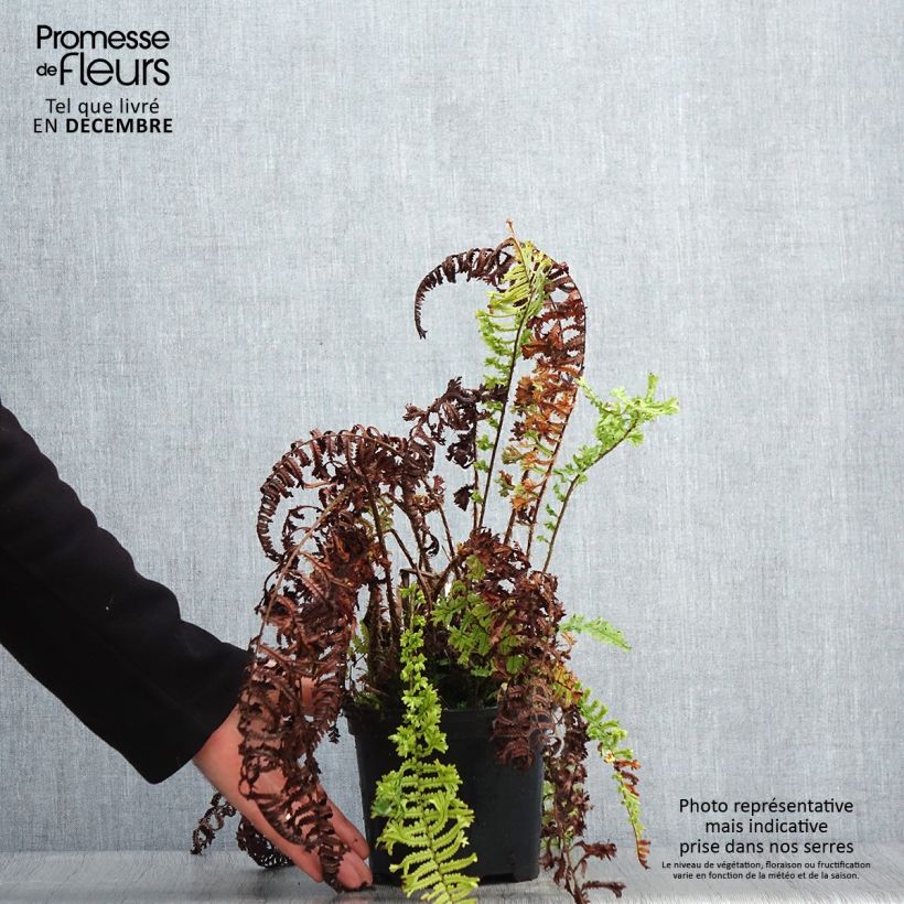 Amostra de Dryopteris affinis Cristata ou The King - Fausse Fougère mâle Vaso de 2 L/3 L tal como entregue no inverno